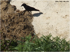 Corvus monedula cirtensis