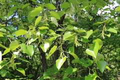 Tilia mandshurica