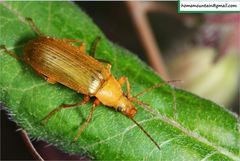 Cteniopinus
