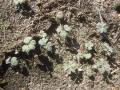 Pelargonium ternifolium