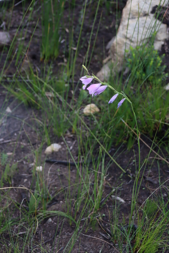 Image of Riversdale bluebell by (c) Tony Rebelo, some rights reserved (CC BY-SA)