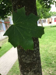 Acer platanoides