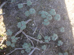 Pelargonium ternifolium