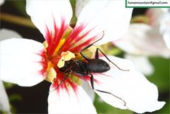 Camponotus japonicus