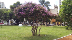Lagerstroemia indica