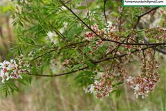 Xanthoceras sorbifolium
