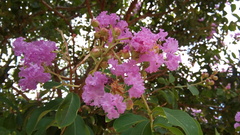 Lagerstroemia indica