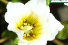 Xanthoceras sorbifolium