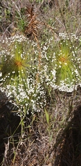 Paepalanthus chiquitensis