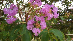 Lagerstroemia indica