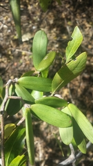 Loeseneriella