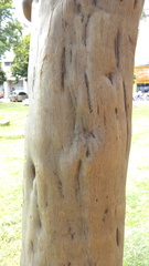 Lagerstroemia indica