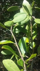Loeseneriella