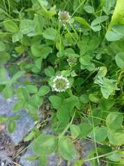 Trifolium repens