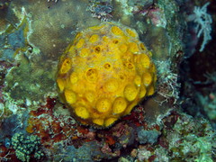 Tetillidae