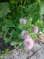 Trifolium pratense