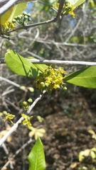 Salacia