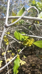 Salacia