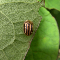 Agroiconota bivittata