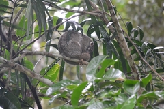 Pseudochirops archeri