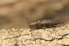 Dicerca tenebrica