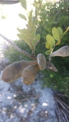 Millettia