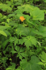Trollius chinensis