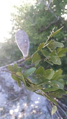 Millettia