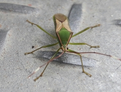 Homoeocerus angulatus
