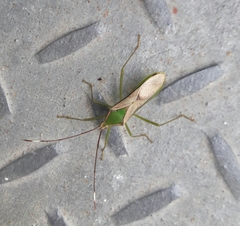 Homoeocerus angulatus