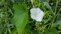 Calystegia sepium sepium