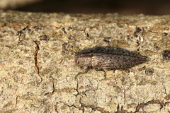Dicerca tenebrica