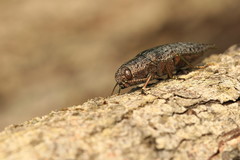Dicerca tenebrica