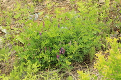 Vicia amurensis