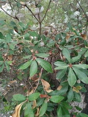 Banksia saxicola