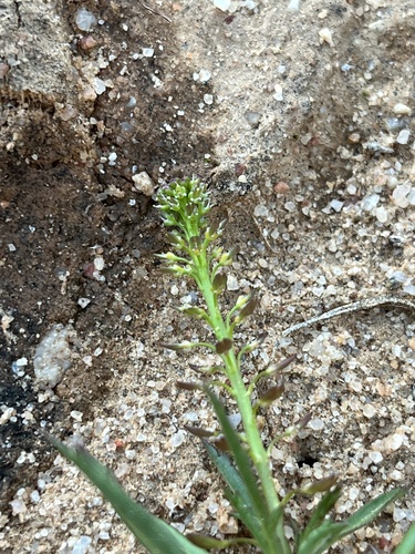 Image of Lepidium africanum by (c) Dave U, some rights reserved (CC BY-SA)