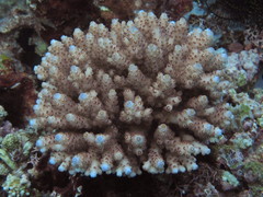 Acropora