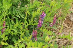 Vicia amurensis