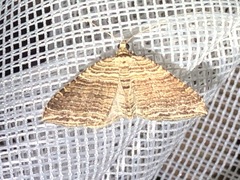 Anticlea multiferata