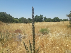 Echium glomeratum
