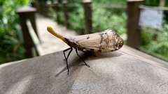 Pyrops watanabei