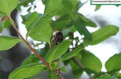 Anthophora villosula