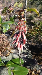 Aloe guillaumetii image