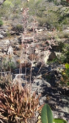 Aloe guillaumetii image