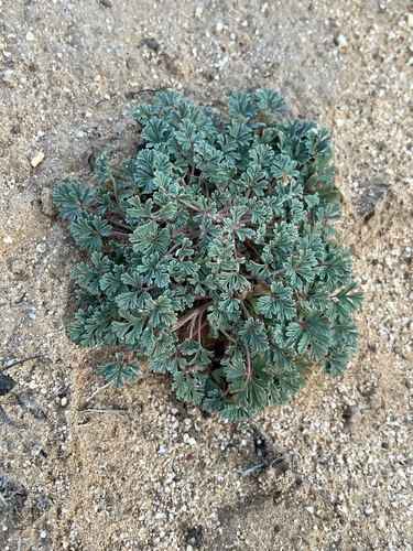 Image of Pelargonium minimum by (c) Dave U, some rights reserved (CC BY-SA)