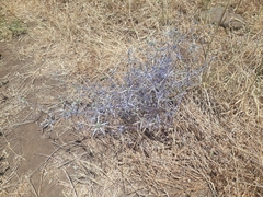 Eryngium creticum