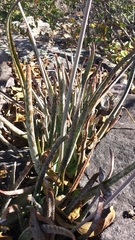 Aloe guillaumetii image