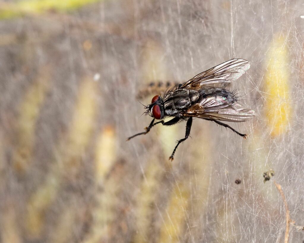 Agria mamillata