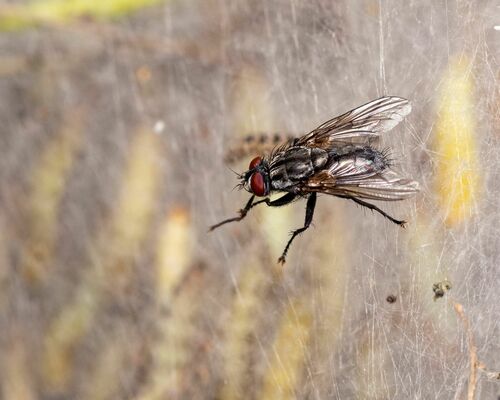 Agria mamillata