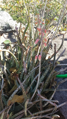 Aloe guillaumetii image